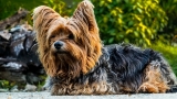 Pourquoi craquer pour un yorkshire, ce terrier infatigable et attachant ?