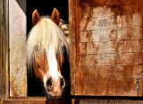 Combien de temps un cheval peut rester dans un van ?