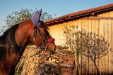 Pour abriter son cheval, pourquoi ne pas opter pour un box préfabriqué pour chevaux ?