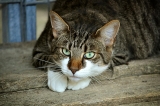 Comment trouver son pet-sitter ?