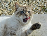 Le chat et l’hygiène