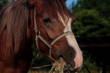 Purificateur de foin : Comment choisir le bon produit pour son cheval ?